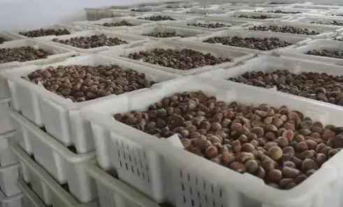 板栗保鮮庫 板栗保鮮庫