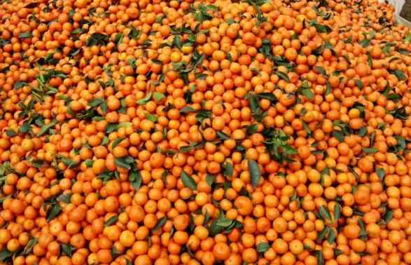 橘子如何存儲在保鮮冷庫中