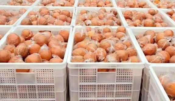 橘子如何存儲在保鮮冷庫中