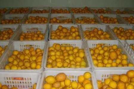 建一個30噸橙子氣調保鮮庫造價多少錢