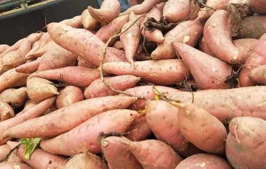 保鮮冷庫(kù)儲(chǔ)存大批量紅薯儲(chǔ)存技術(shù)要求 保鮮冷庫(kù)儲(chǔ)存大批量紅薯儲(chǔ)存技術(shù)要求