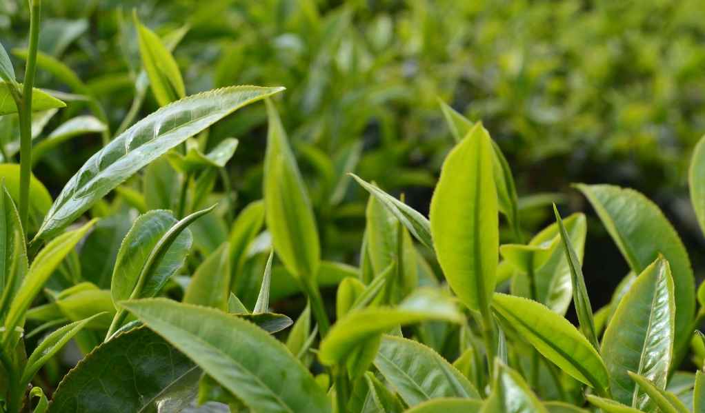 安裝茶葉保鮮庫(kù)一平方多少錢(qián)