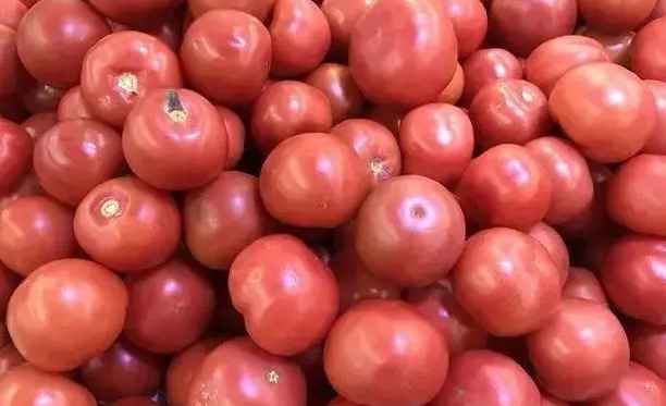 西紅柿氣調冷庫保鮮儲存方法講解