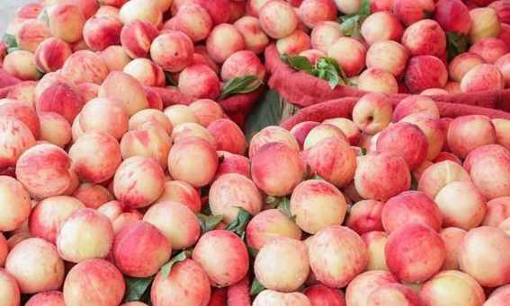 大批量桃子如何在保鮮冷庫中存儲