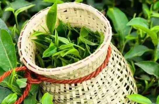 茶葉冷庫(kù)存儲(chǔ)溫度是多少度 茶葉冷庫(kù)存儲(chǔ)溫度是多少度