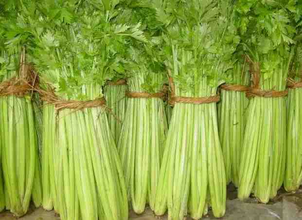 1000立方蔬菜保鮮庫(kù)造價(jià)多少錢 1000立方蔬菜保鮮庫(kù)造價(jià)多少錢