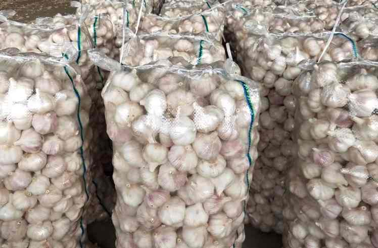 大蒜冷庫存儲(chǔ)溫度多少度比較好 大蒜冷庫存儲(chǔ)溫度多少度比較好