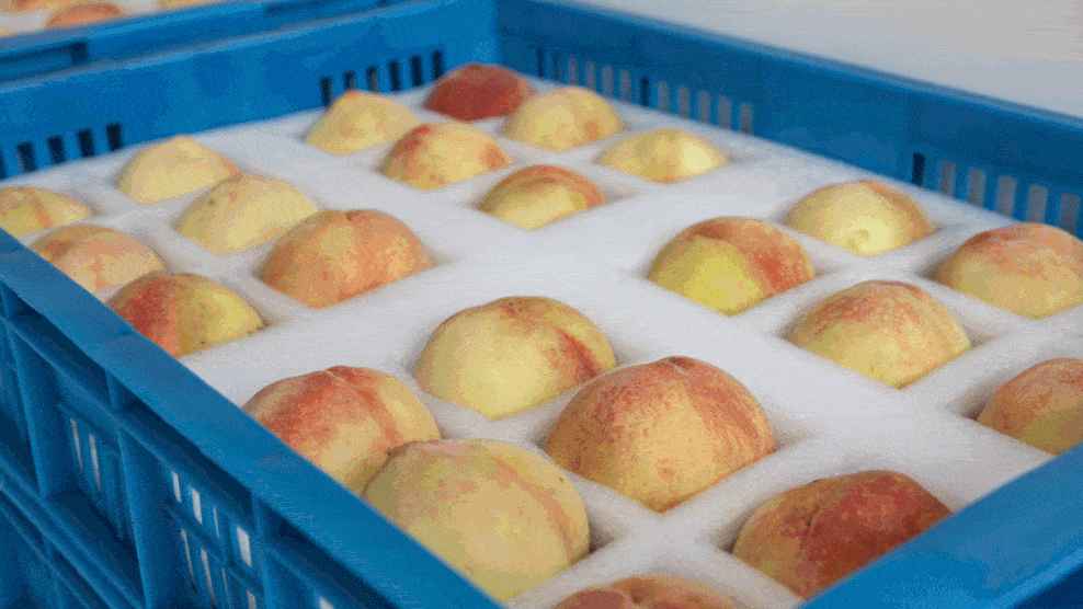 蔬菜水果進保鮮冷庫前咋處理?必知要點全在這! 蔬菜水果進保鮮冷庫前咋處理?必知要點全在這!